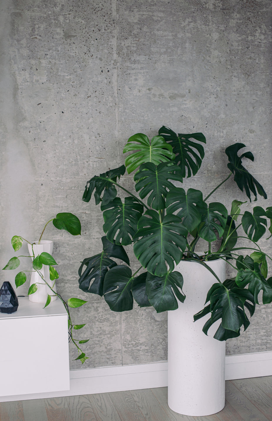 Decorating with Indoor Plants - Ten Designer Tips.